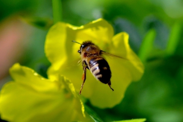 Zdjęcie z Australii - Pszczola leci do kwiatu szczawika kozlego