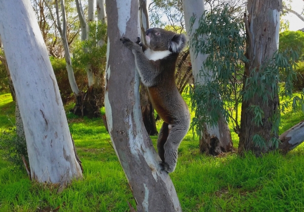 Zdjęcie z Australii - Koala przylapany w miejskim parku :)