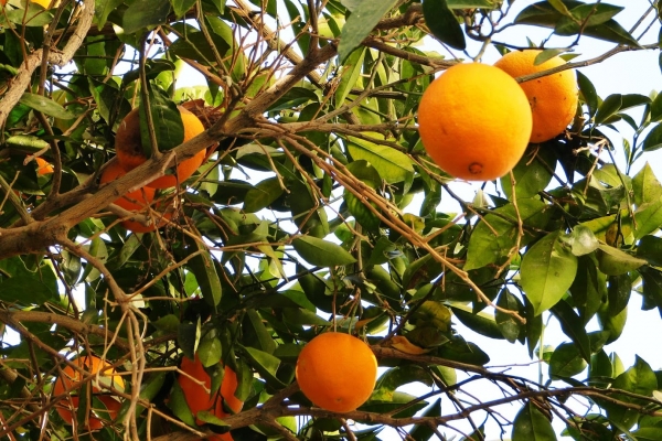 Zdjęcie z Cypru - sweet sweet pomarańcze na wyspie słońca :)
