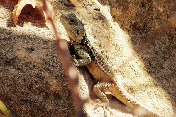 Zdjęcie z Cypru - piękny hardun - największa jaszczurka zamieszkująca Cypr 