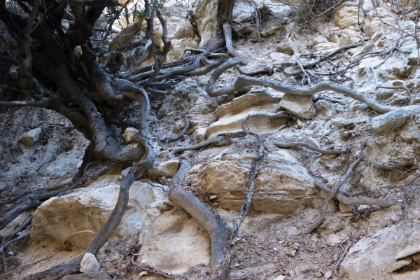Zdjęcie z Cypru - plątanina korzeni niezwykle ciekawego drzewa Karob Tree
