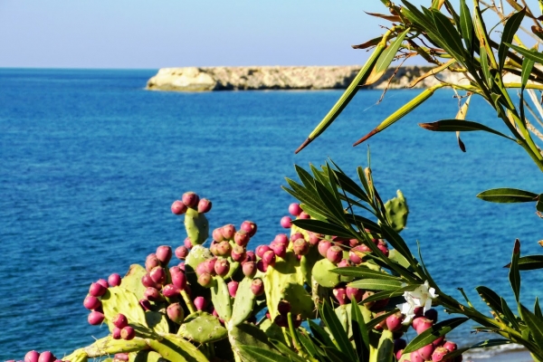 Zdjęcie z Cypru - Lara Beach