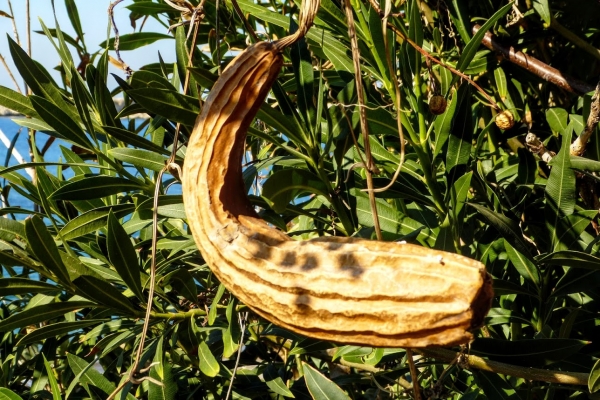 Zdjęcie z Cypru - suchy owoc jakiegoś tajemniczego drzewa???
