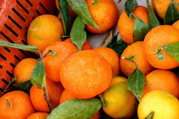 Zdjęcie z Cypru - wspaniałe cypryjskie pomarańcze; słodkie jak miód