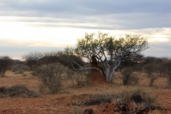 Zdjęcie z Namibii - Poranne zwiedzanie rezerwatu