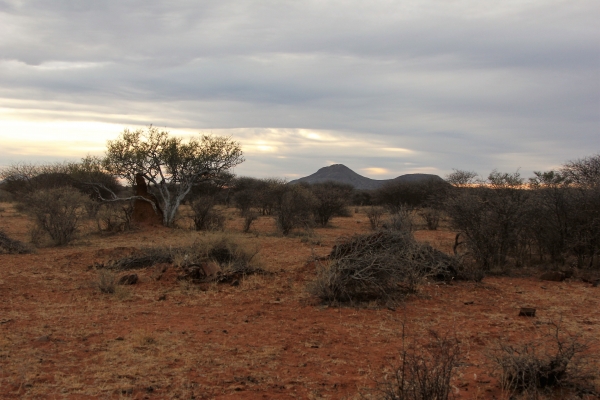 Zdjęcie z Namibii - Erindi wczesnym rankiem