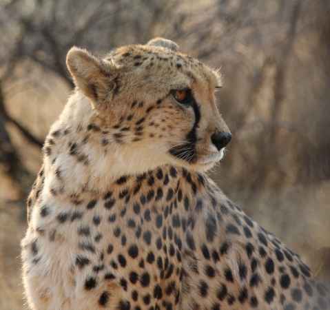 Zdjęcie z Namibii - Namibia N/a`an Wildlife sanctuary