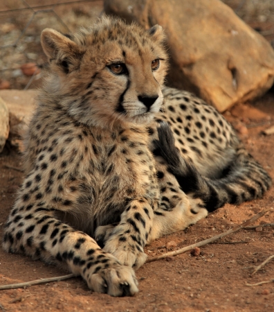 Zdjęcie z Namibii - Namibia N/a`an Wildlife sanctuary