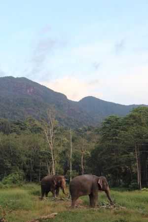 Zdjęcie z Tajlandii - Pasące się słonie
