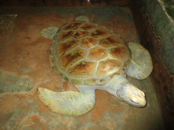 Zdjęcie ze Sri Lanki - Farma Żółwi
