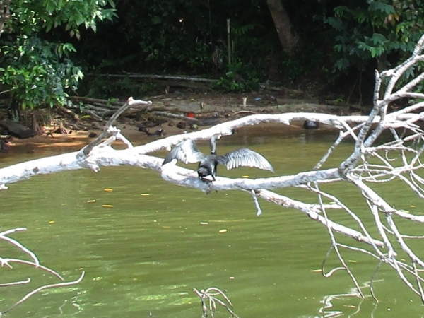 Zdjęcie ze Sri Lanki - Madu River