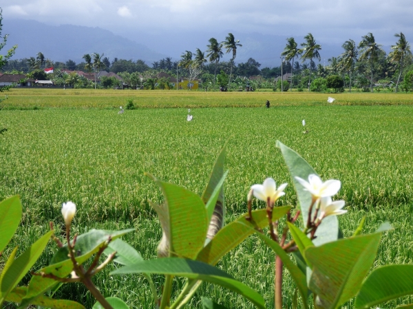 Zdjęcie z Indonezji - Wyspa Bali - pola ryżowe
