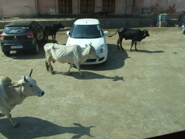 Zdjęcie z Indii - krowy są wszędzie