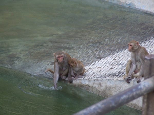 Zdjęcie z Indii - są i makaki