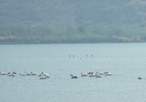 Zdjęcie z Indii - pelikany