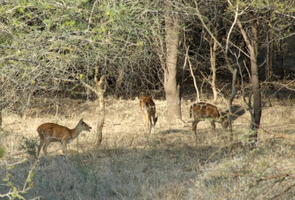 Zdjęcie z Indii - jelenie aksis