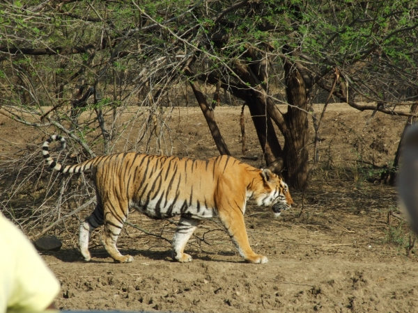 Zdjecie - Indie - objazd cz I upolować tygrysa 