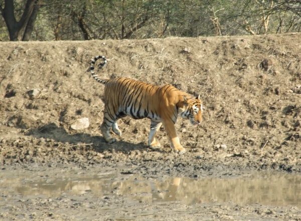 Zdjęcie z Indii - tygrys bengalski