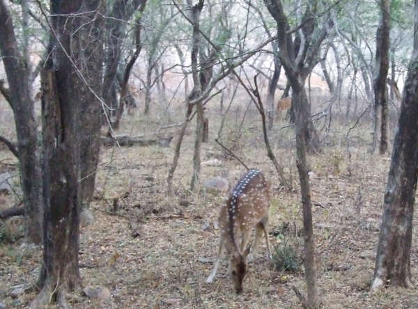 Zdjęcie z Indii - pierwszy "bambi"