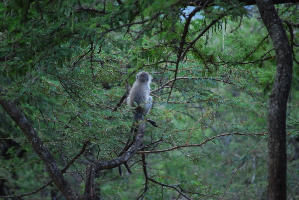 Zdjęcie z Republiki Półudniowej Afryki - Vervet monkey