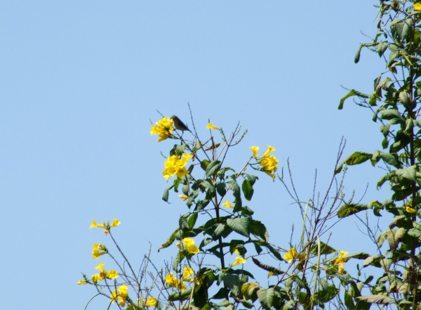 Zdjęcie z Indii - amator nektaru