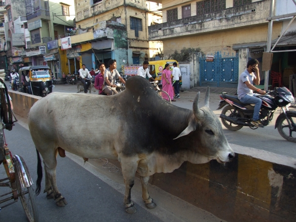 Zdjęcie z Indii - na ulicy
