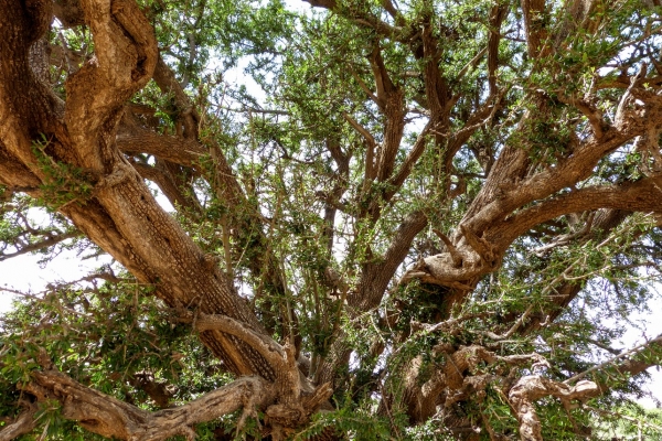 Zdjęcie z Maroka - żelazne drzewko- czyli arganiowiec