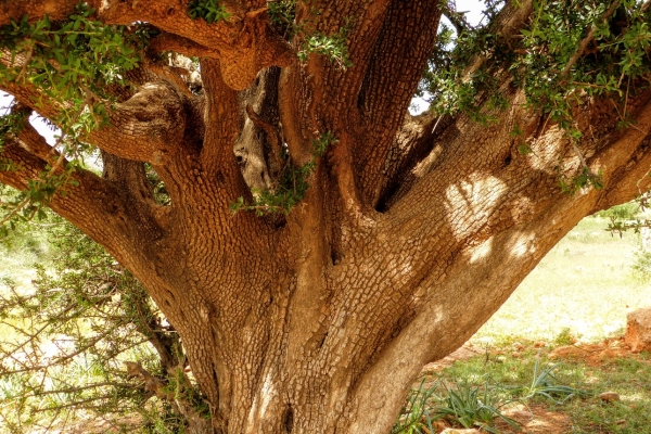 Zdjęcie z Maroka - Drzewko arganowe to dość ciekawy osobnik; marokański endemit;