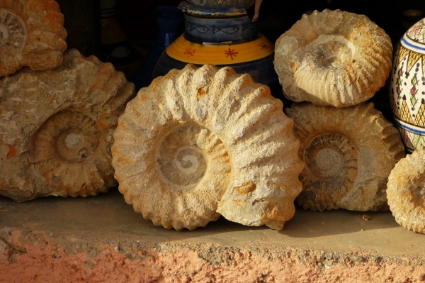 Zdjęcie z Maroka - skamieliny, amonity, i mnóstwo innych minerałów