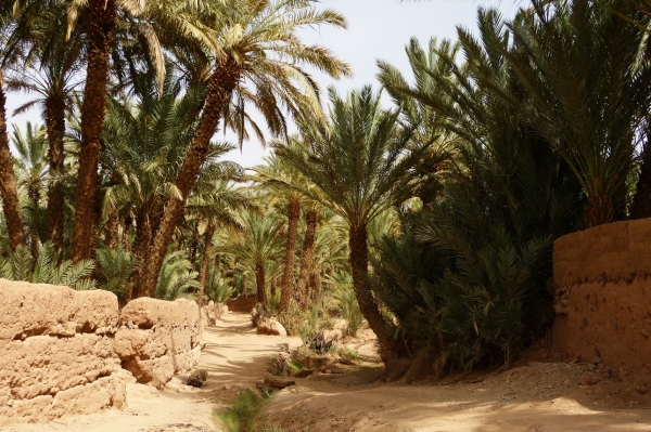 Zdjęcie z Maroka - wkraczamy w głąb oazy - upał jest tu nie do zniesienia, ale widoki...