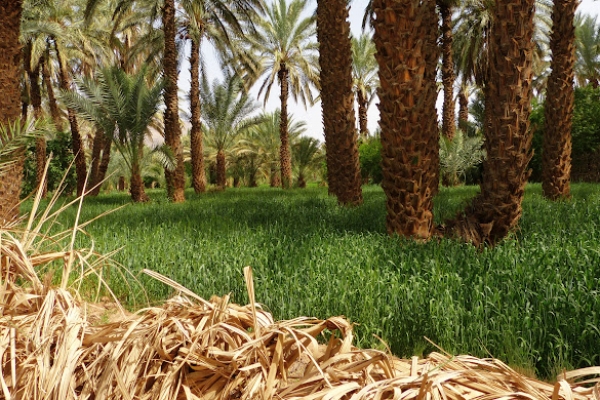 Zdjęcie z Maroka - żytko rosnie sobie w cieniu palm, które maja tu funkcję parasola