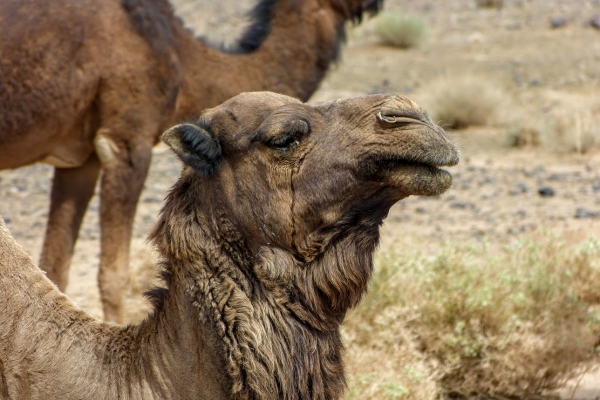 Zdjęcie z Maroka - tutejszy częsty widok: wielbłądy pasą się jak krówki...