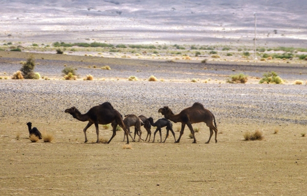 Zdjęcie z Maroka - wielbłądzia rodzinka