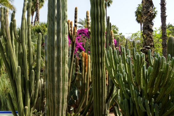 Zdjęcie z Maroka - kaktusowy zawrót głowy