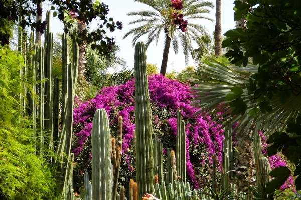 Zdjęcie z Maroka - w kaktusowym świecie Yves Saint Laurenta....