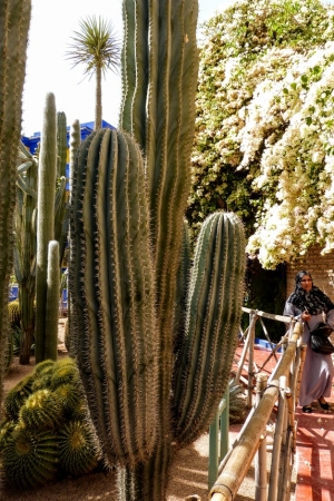 Zdjęcie z Maroka - kolekcja kaktusów robi wrażenie, ale jeśli chodzi o gatunki i aranżację, to 