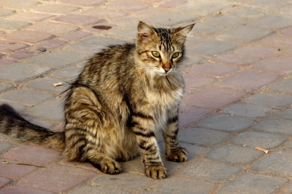Zdjęcie z Maroka - kotów w Maroku jest całkiem sporo; może nie tyle co na Cyprze:) 