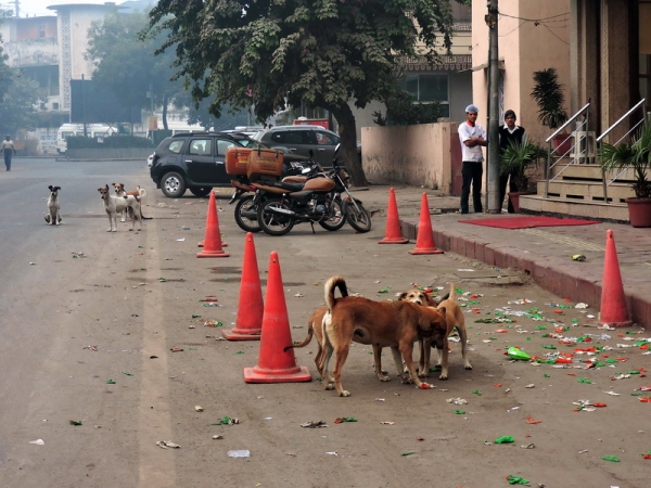Zdjęcie z Indii - Delhi - dwa kroki od hotelu.