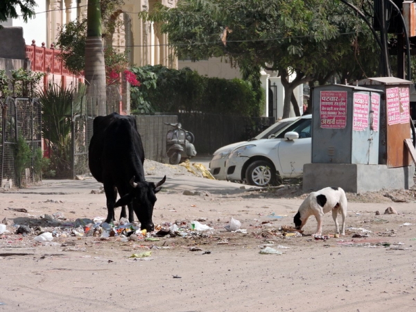 Zdjęcie z Indii - Jaipur - mądra krowa.