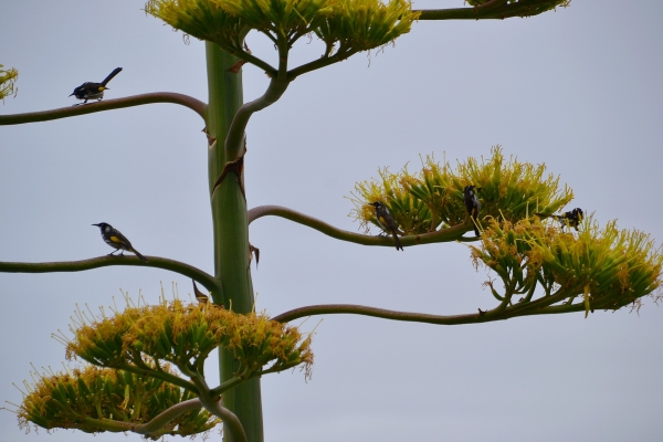 Zdjęcie z Australii - Miodaszki bialolice na kaktusowym kwiecie