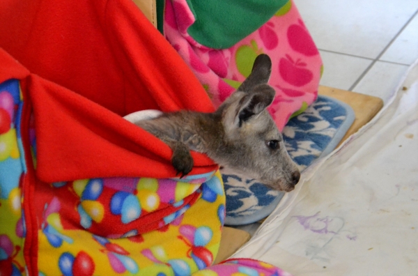 Zdjęcie z Australii - Osierocony kangurek 