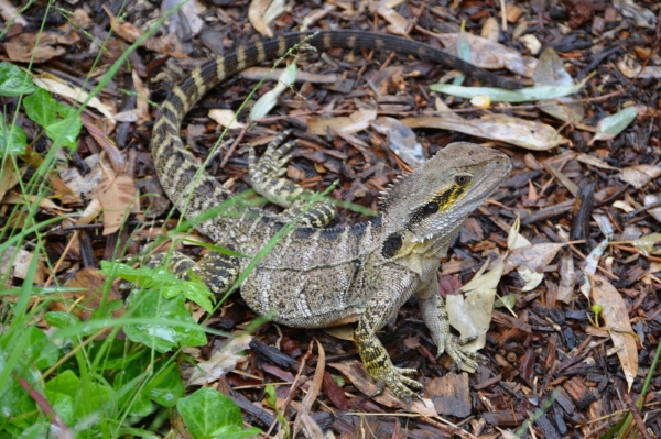 Zdjęcie z Australii - Wielka jaszczurka - agama wodna