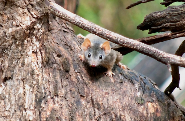 Zdjęcie z Australii - Jakis malenki torbacz wielkosci szczura