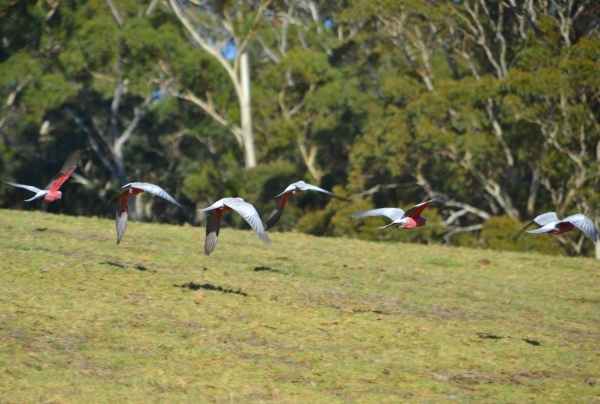 Zdjęcie z Australii - A kakadu rozowe lataja i lataja :)