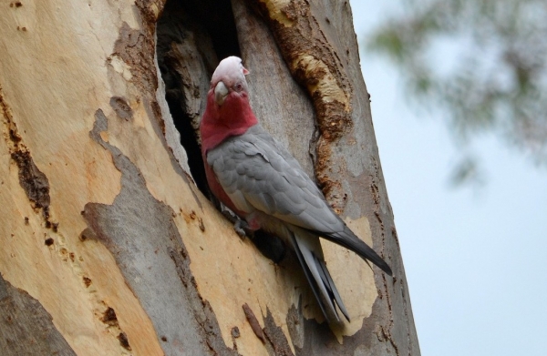 Zdjęcie z Australii - Kakadu różowa sprawdza dziuple czy sie nada :)