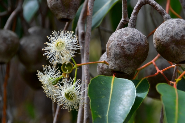 Zdjęcie z Australii - Kwiaty i owoce jednej z odmian eukaliptusa