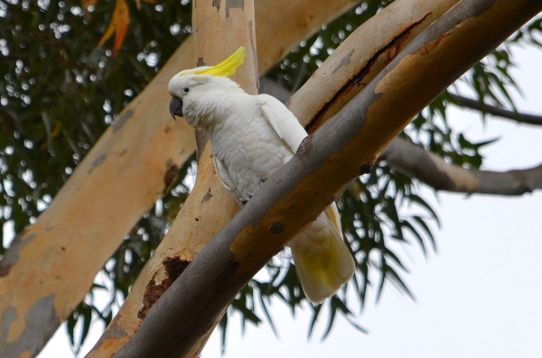 Zdjęcie z Australii - Kakadu żółtoczuba
