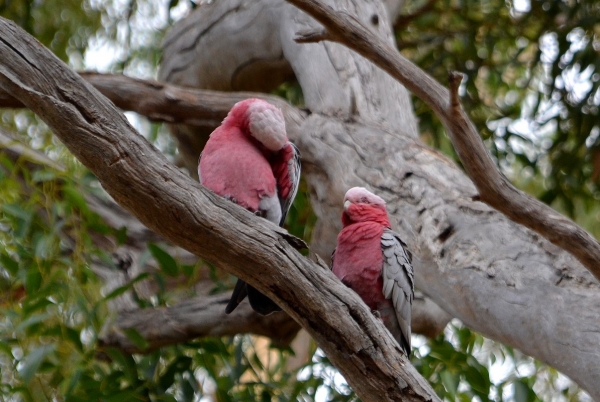 Zdjęcie z Australii - Kakadu różowe 