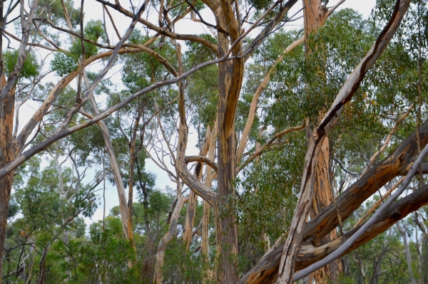 Zdjęcie z Australii - Fantazyjnie powyginane eukaliptusy