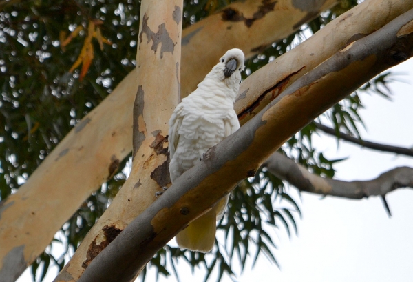 Zdjęcie z Australii - Oko w oko z kakadu żółtoczubą